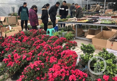 市民花市選“年貨” 春節花卉銷售火爆，禮品花卉走俏市場