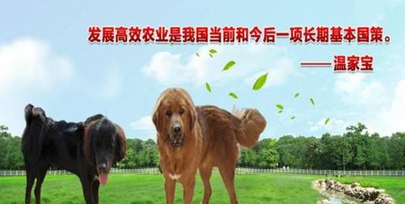 上海黃金價格走勢剖析 市場穩(wěn)定與投資機遇